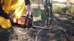 Best Commercial Tree Services  in San Marcos, TX